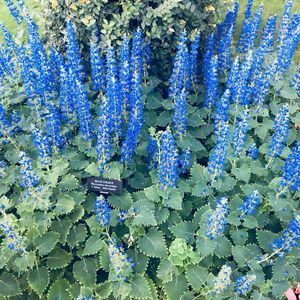 Meet your Posher, Shen